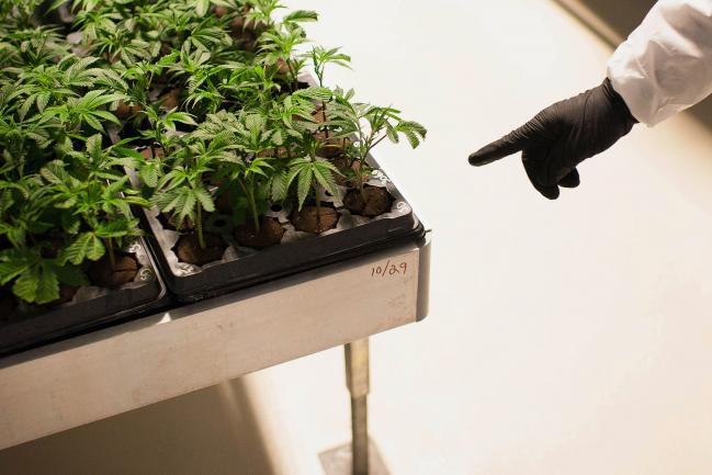 Pot Stock Tilray Is Now Bigger Than American Air, Clorox,&nbsp;CBS