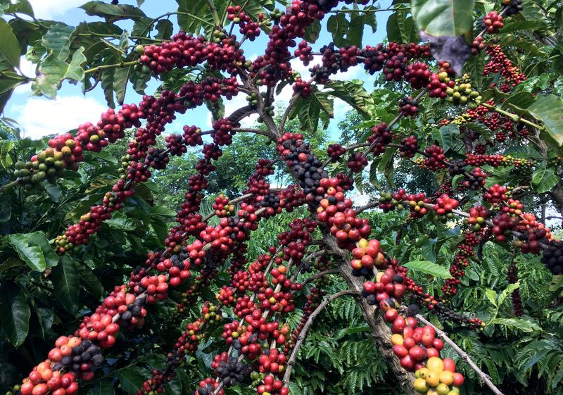 US roasters tear through coffee stocks waiting for Brazil trade&nbsp;deal